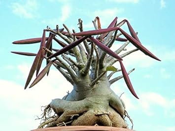 Maroon Adenium Flower seeds for Planting - Garden Favorite, Heirloom & GMO Free Seeds for Home Garden
 
 Sale seeds for home garden