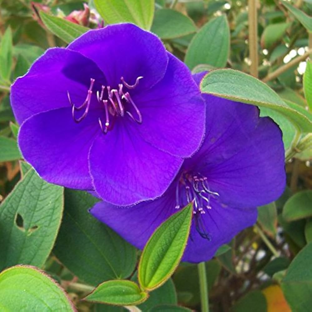 Blue Mandevilla Sanderi Flower seeds for Planting - Cottage Garden Essential, Heirloom & GMO Free Seeds for Home Garden
 
 Sale seeds for home garden