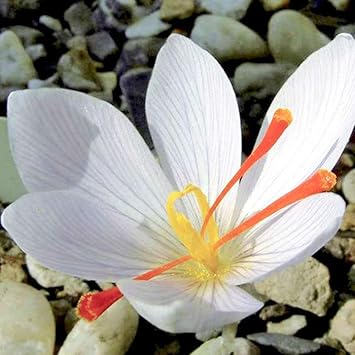 White Crocus Flower seeds for Planting - Premium Quality, Heirloom & GMO Free Seeds for Home Garden
 
 Sale for planting in home garden.