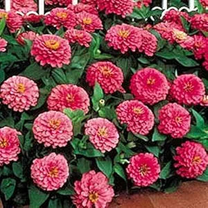 Zinnia Benary Giant Pink seeds for bright pink blooms