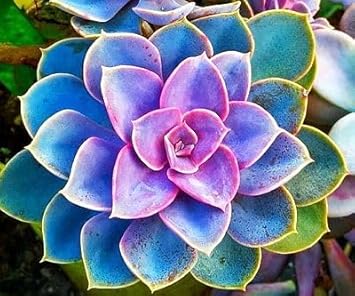 Purple Blue Gentian Flower Seeds – Vibrant Colors Heirloom & NonGMO Seeds for Home Garden
 
 Sale for planting in home garden