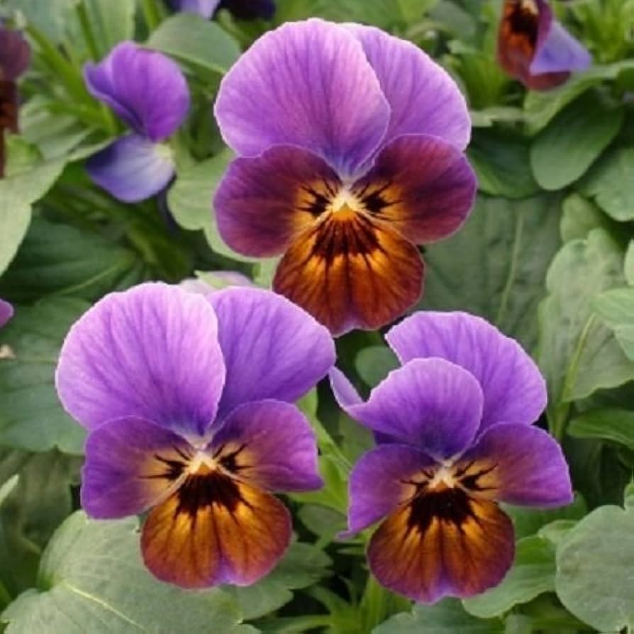 Viola Engel Blueberry Glow flower seeds for striking violet blooms