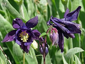 Red Pink Adenium Flower Seeds for Planting Drought Tolerant Heirloom & GMO Free Seeds for Home Garden
 
 Sale for planting in home garden