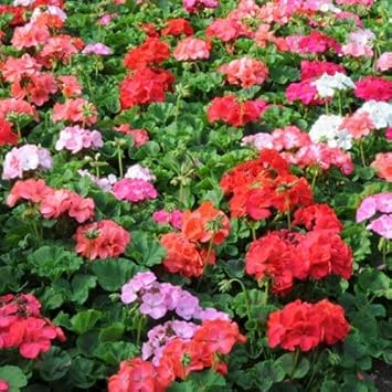 Multi-Colour Geranium Flower seeds for Planting - Low Maintenance, Heirloom & GMO Free Seeds for Home Garden
 
 Sale seeds for home garden