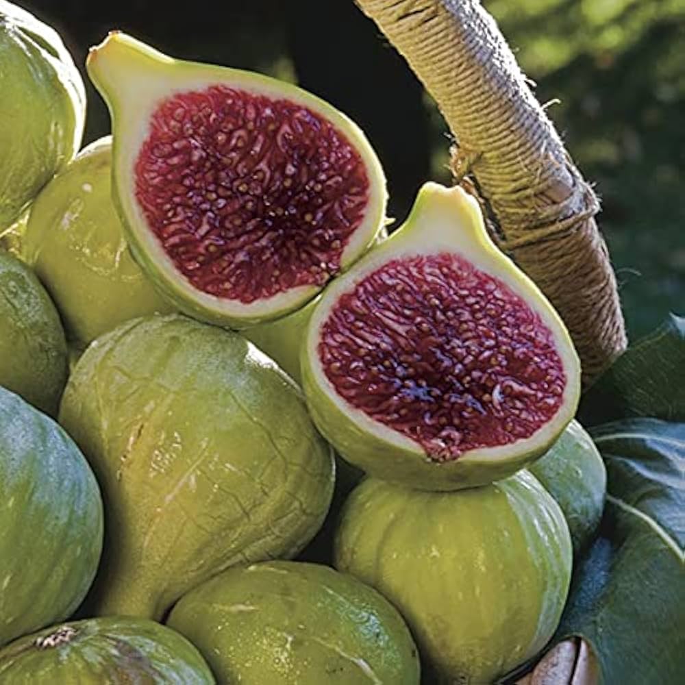 Ficus Carica Ficus carica for planting in home garden