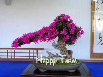 Pink Bonsai Flower seeds for Planting - Sun Loving, Heirloom & GMO Free Seeds for Home Garden
 
 Sale for planting in home garden