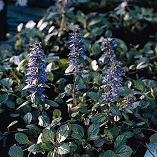 Ajuga Flower Ajuga reptans for planting in flower bed