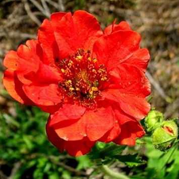 Geum Flower seeds for Planting Low Maintenance Heirloom & GMO Free Seeds for Home Garden 
 
 Sale for planting in home garden