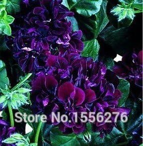 Heirloom Lemon Yellow Osiria Rose Flower Seeds for Planting Pollinator Friendly Heirloom & GMO Free Seeds for Home Garden 
 
 Sale for planting in home garden