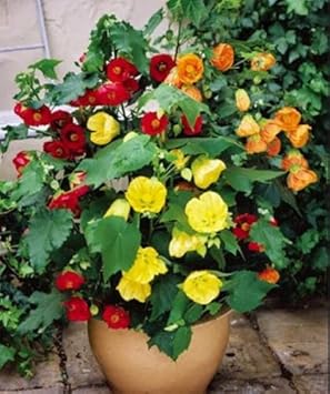 Mixed Abutilon Flower seeds for Planting - Bright Blooms, Heirloom & GMO Free Seeds for Home Garden
 
 Sale for planting in home garden