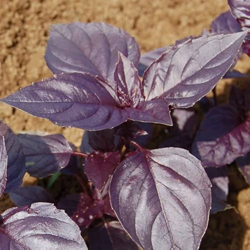 Purple Basil Plant Seeds For Planting Vegetable Seeds