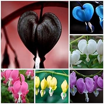 Pink Big Blooms Geranium Flower Seeds for Planting Perfect for Borders Heirloom & GMO Free Seeds for Home Garden
 
 Sale for planting in home garden