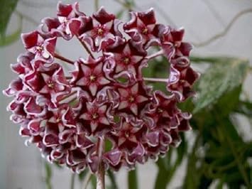 Red Hoya Ball Flower seeds for Planting - Long Bloom Season, Heirloom & GMO Free Seeds for Home Garden
 
 Sale for planting in home garden.