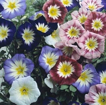 Mixed Convolvulus Flower seeds for Planting - Colorful Display, Heirloom & GMO Free Seeds for Home Garden
 
 Sale for planting in home garden