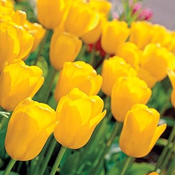 Tulip Flower Seeds Planting Deep Yellow