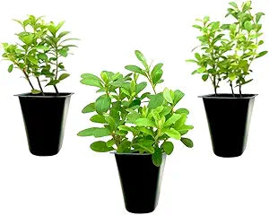 Azalea Flower Rhododendron spp. for planting in flower bed