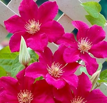 Dark Pink Clematis Flower Seeds For Easy Planting