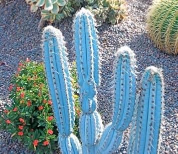 Heirloom Pilosocereus Flower seeds for Planting Hardy Variety Heirloom & GMO Free Seeds for Home Garden 
 
 Sale for planting in home garden