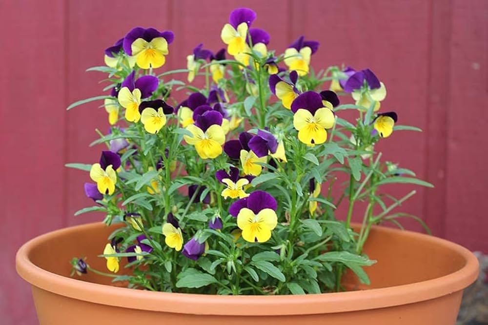 Johnny Jump Up Viola tricolor for planting in flower bed