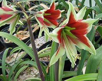 Pink Climbing Geranium Flower Seeds for Planting Perfect for Borders Heirloom & GMO Free Seeds for Home Garden
 
 Sale for planting in home garden