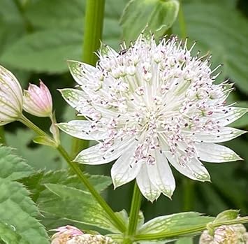 Masterwort Flower seeds for Planting - Low Maintenance, Heirloom & GMO Free Seeds for Home Garden
 
 Sale for planting in home garden