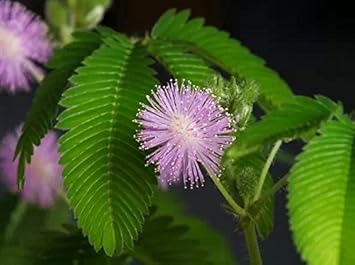 Pink Mimosa Pudica Flower seeds for Planting - Bright Blooms, Heirloom & GMO Free Seeds for Home Garden
 
 Sale for planting in home garden