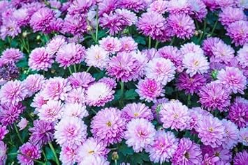 Violet White Chrysanthemum Flower Seeds for Planting – Heirloom, Non-GMO, Bright Bloom Garden Seeds
 
 Sale for planting in home garden.