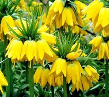 Yellow Imperial Crown Flower seeds for Planting - Pollinator Friendly, Heirloom & GMO Free Seeds for Home Garden
 
 Sale for planting in home garden.