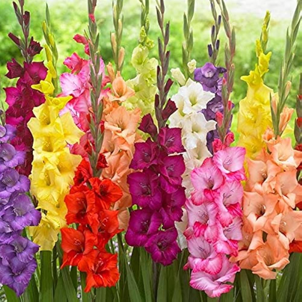 Mixed Gladiolus Flower Seeds For Planting