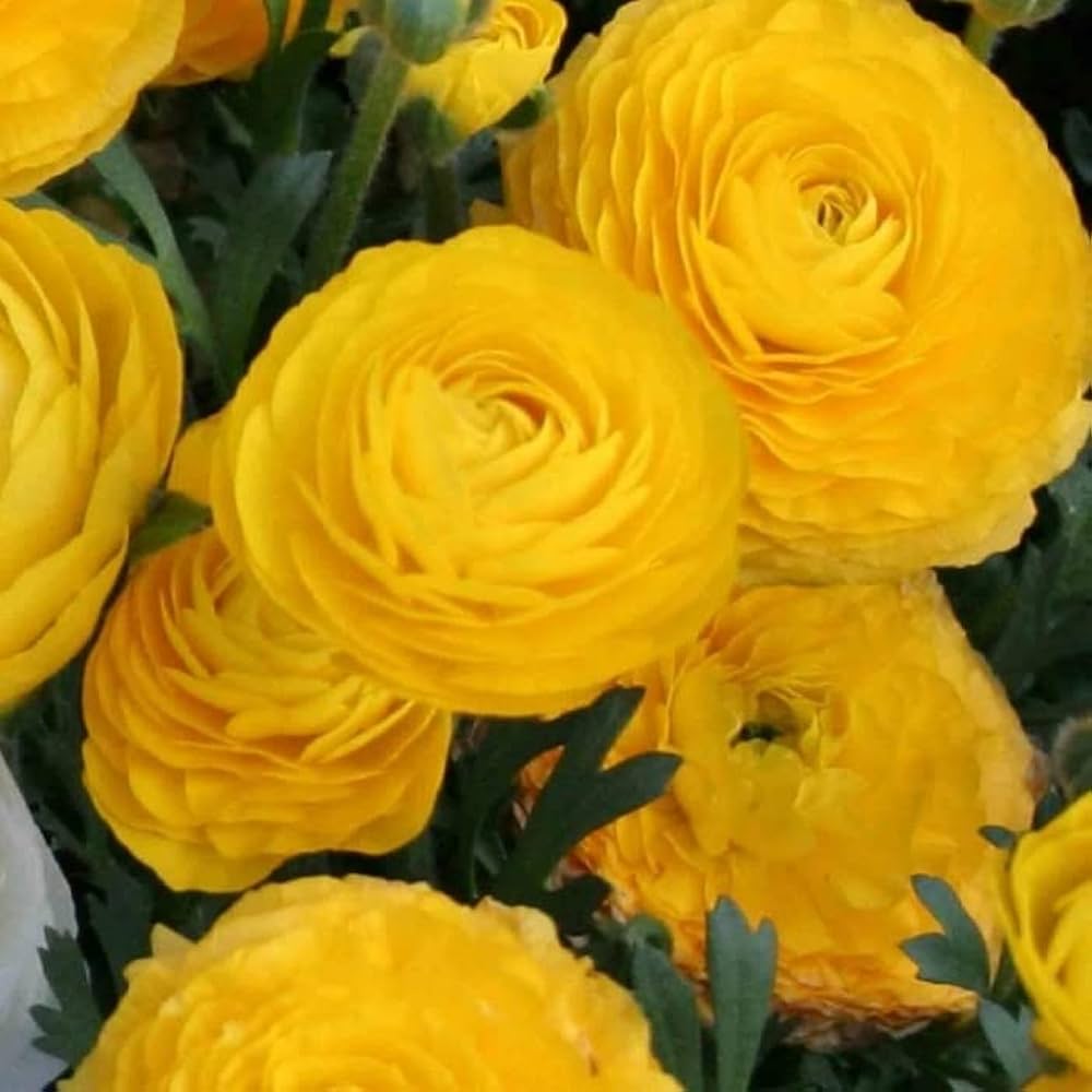 Ranunculus Asiaticus Flower Seeds for rich, layered garden blooms