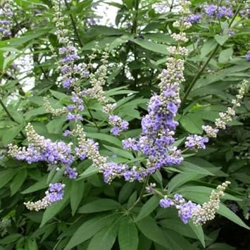 Vitex Agnus Flower seeds for Planting - Vibrant Colors, Heirloom & GMO Free Seeds for Home Garden
 
 Sale seeds for home garden