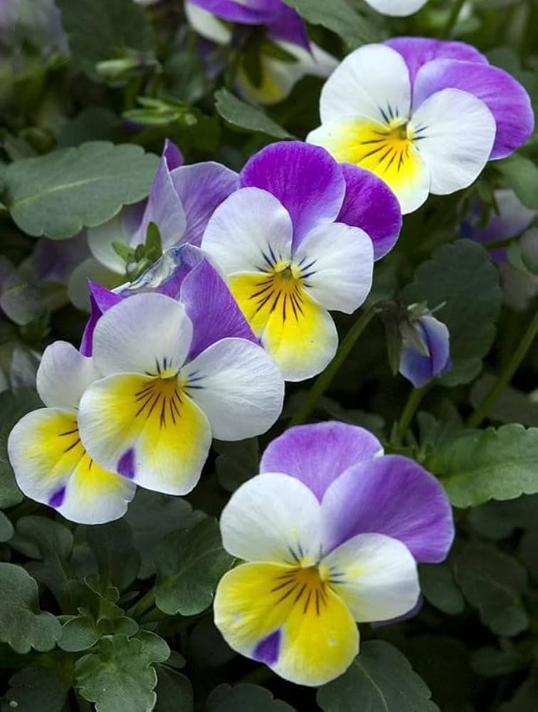 Pansy Viola Tricolor Flower Seeds for colorful garden planting