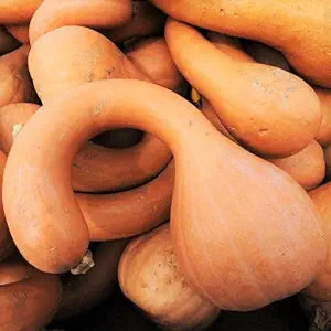 Neck Pumpkin Cucurbita spp for planting in vegetable patch