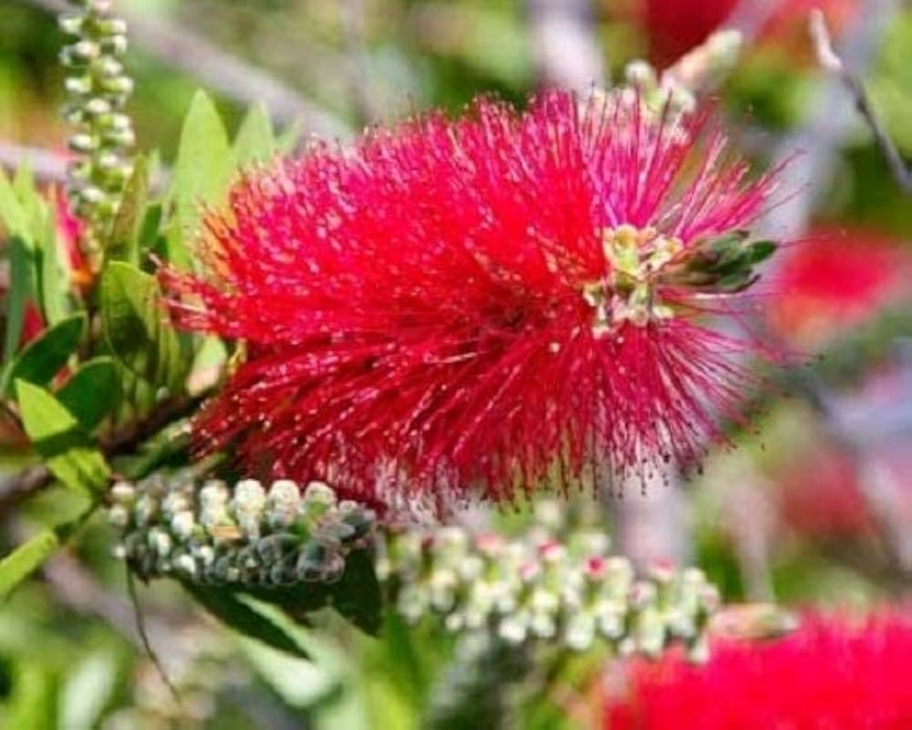 Vibrant Callistemon Seeds For Planting Flower