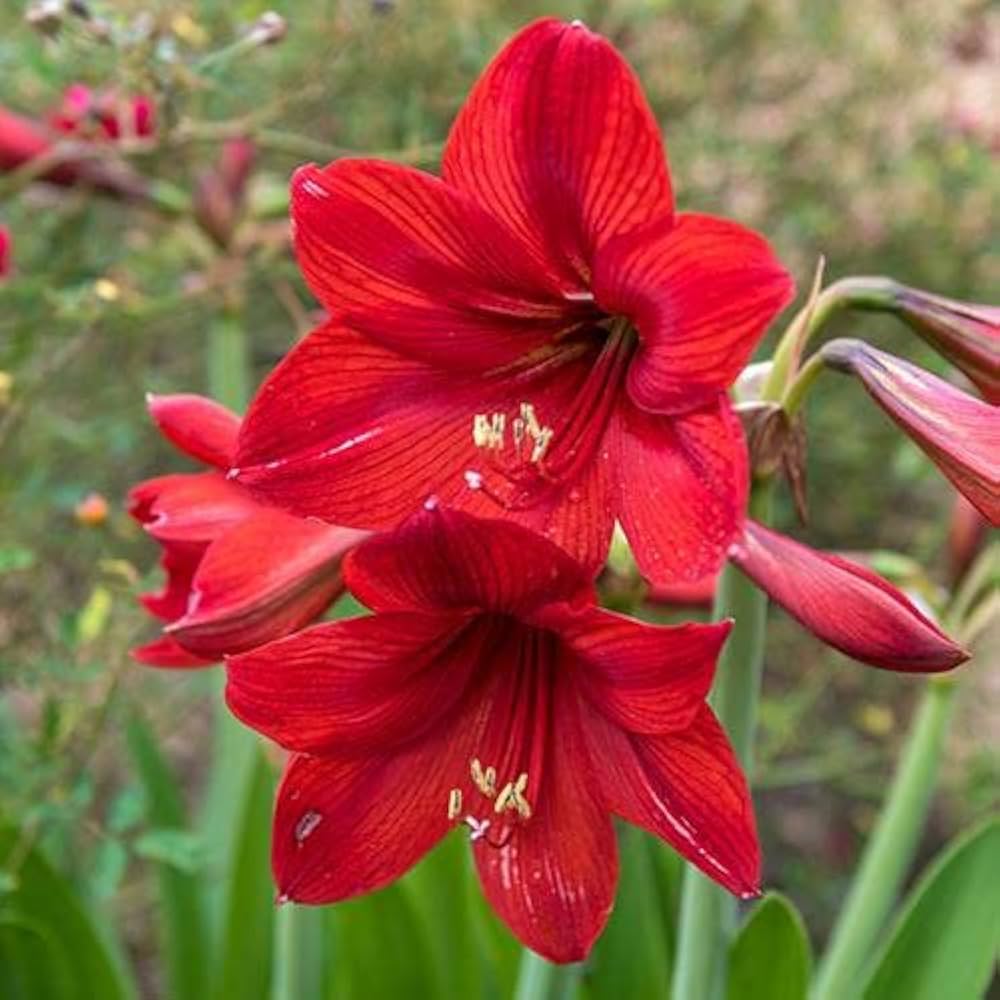 Amaryllis Flower Hippeastrum spp. for planting in indoor garden