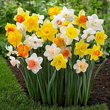 Mixed Daffodil Seeds For Planting - Multi-Color Blooms