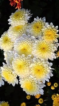 Yellow White Chrysanthemum Flower seeds for Planting - Hardy Variety, Heirloom & GMO Free Seeds for Home Garden
 
 Sale for planting in home garden.