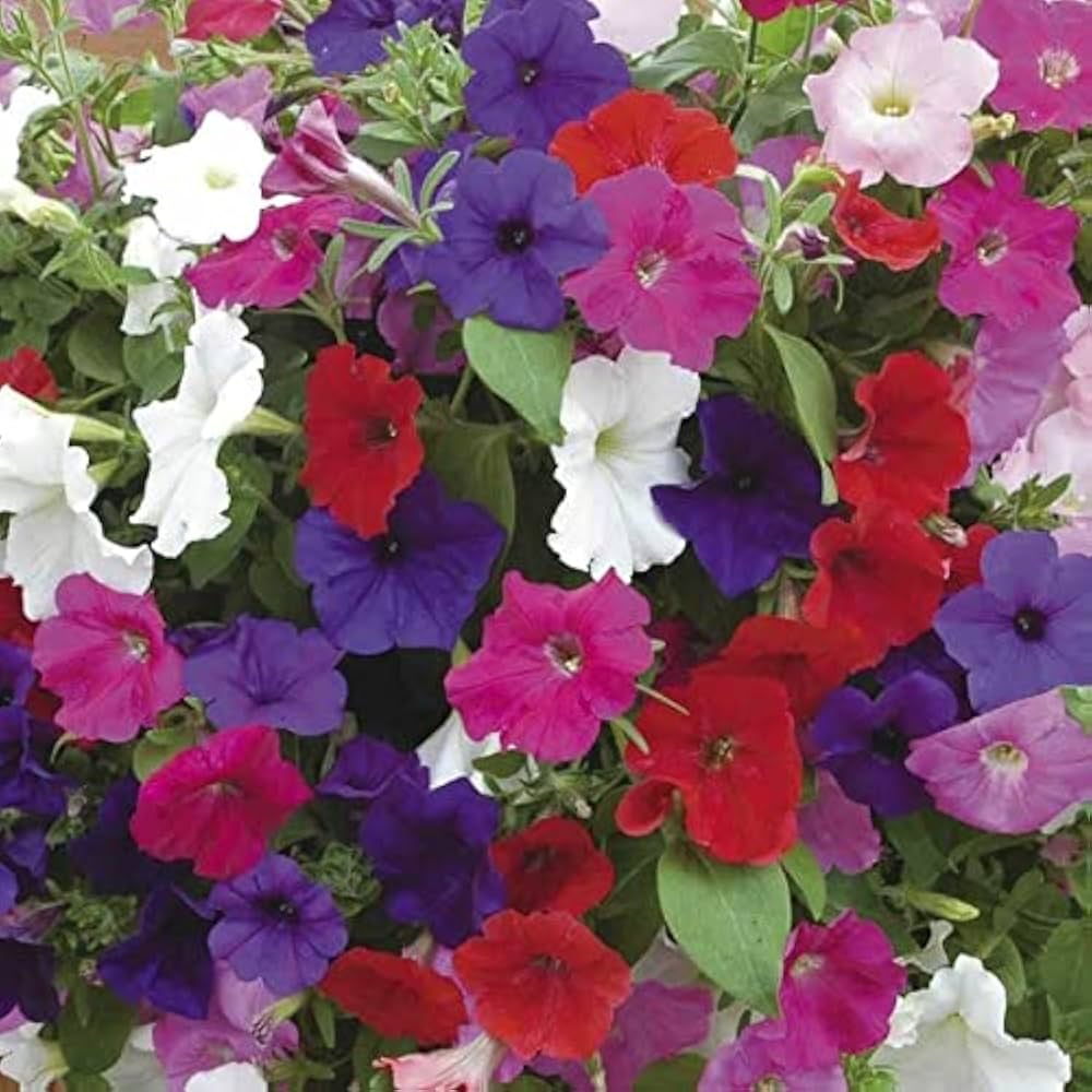 Tritunia Pelletta Petunia Lavender for planting in flower bed