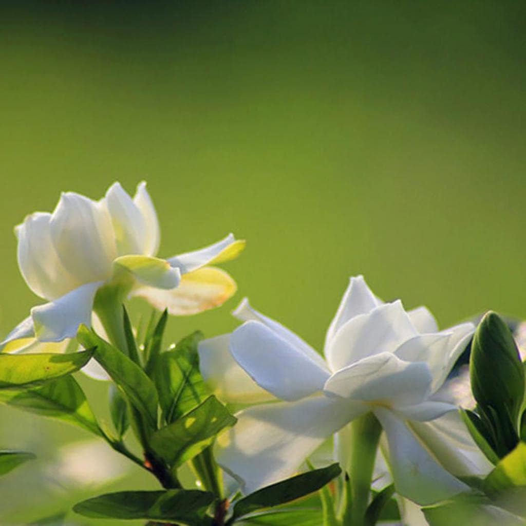 Green (Green White) seeds for planting in home garden