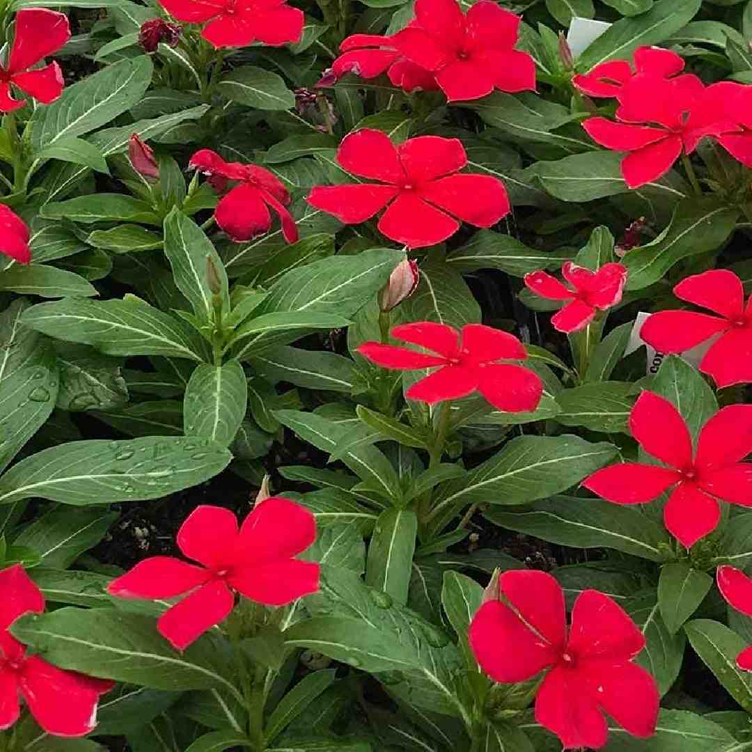 Periwinkle Vinca Red Seeds For Planting - Vibrant Annual Flowers