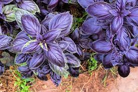 Aromatic Basil Seeds For Planting