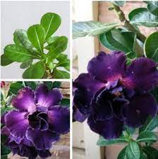 Dark Purple Adenium Obessum Flower Seeds For Planting