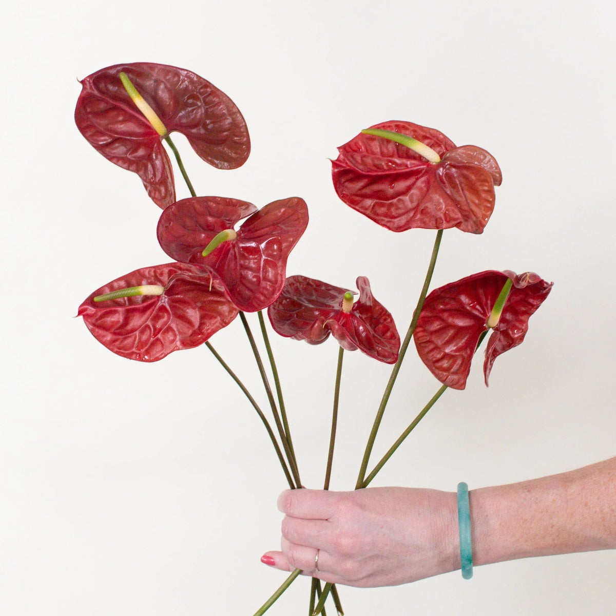 Maroon (Maroon Anthurium) seeds for planting in home garden