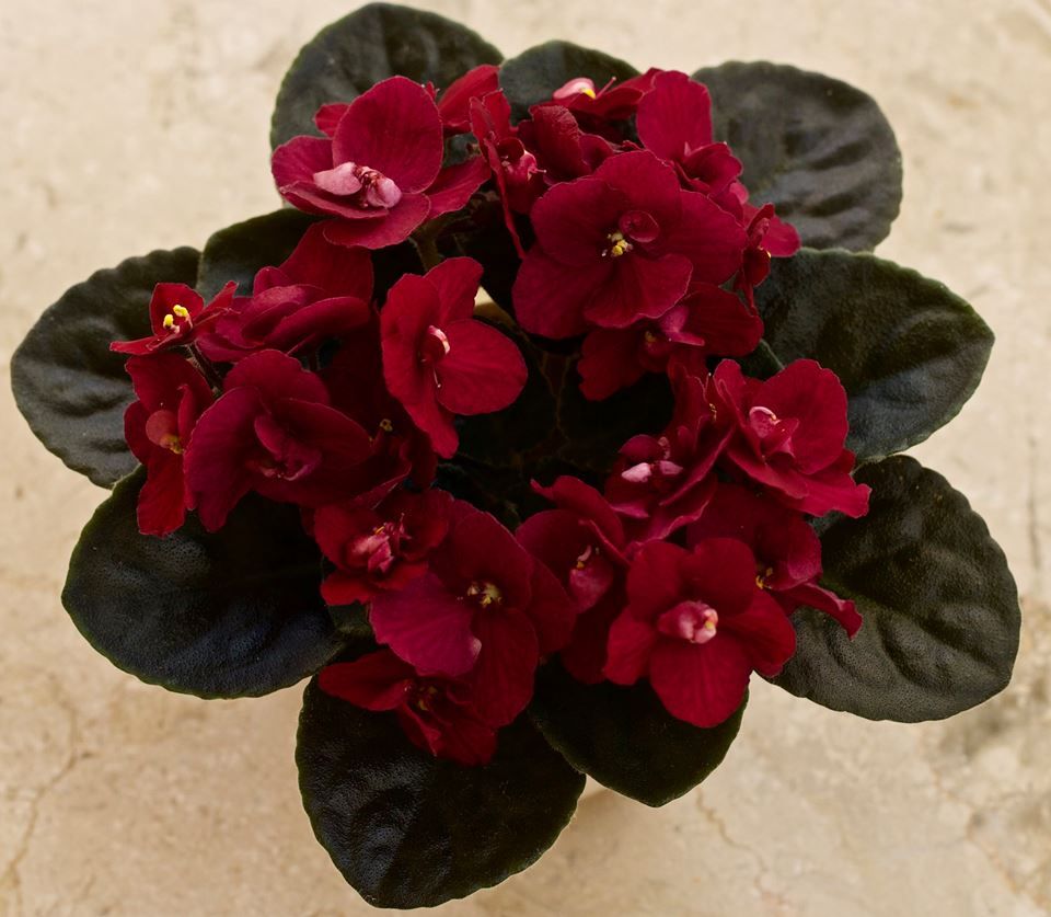 African Violet Red Flower Seeds For Unique Ground Cover | Exotic Blooms