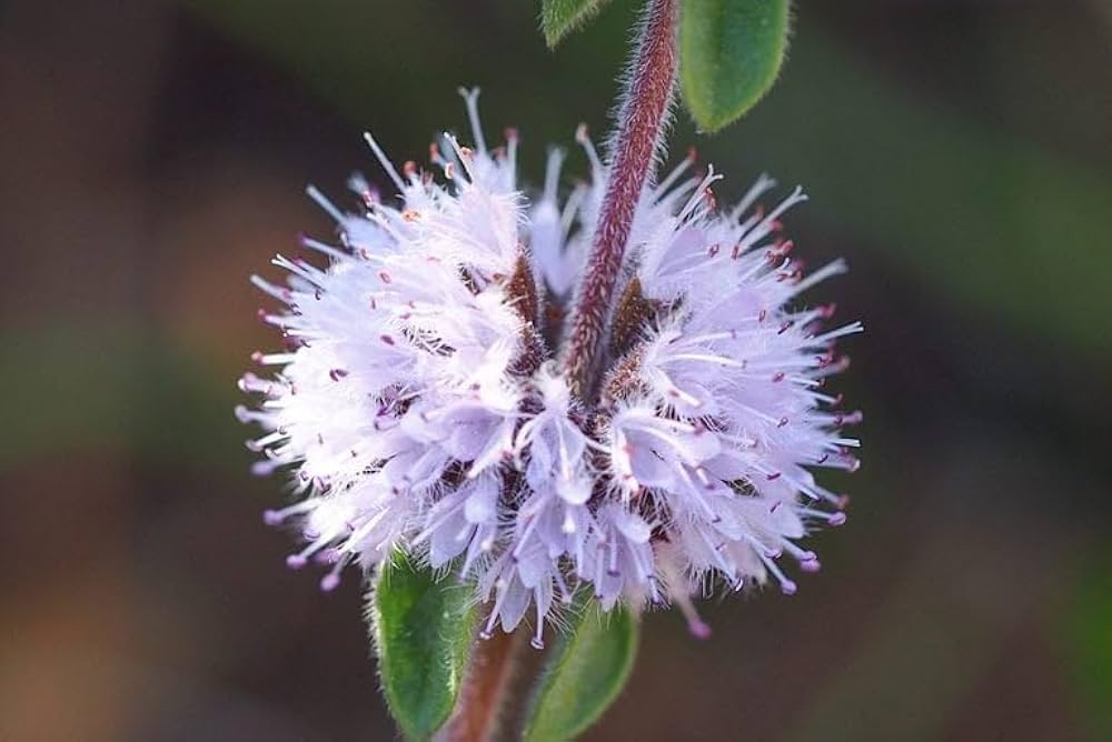 Violet Pennyroyal Flower Seeds For Planting: Aromatic Herb Your Garden