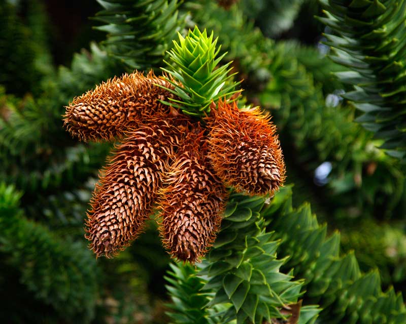 Brown Araucaria Seeds For Planting Plant Seeds