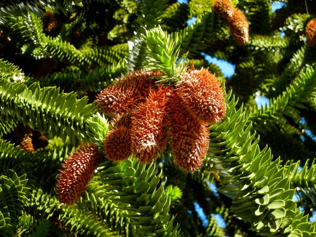 Brown Araucaria Seeds For Planting Plant Seeds