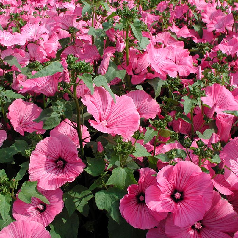 Lavatera Flower seeds for Planting - Low Maintenance, Heirloom & GMO Free Seeds for Home Garden
 
 Sale for planting in home garden