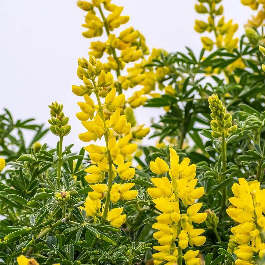 Yellow (Yellow Lupine) seeds for planting in home garden