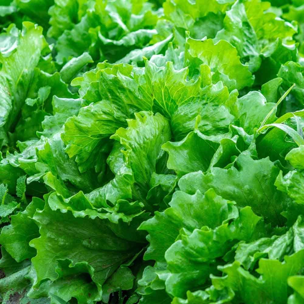 Green Salad Vegetable Seeds For Easy Planting Seeds